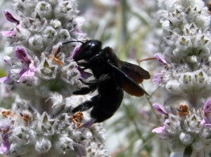 Carpenter bee